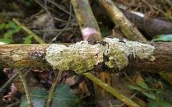 Höckerige Krustenpilz, Foto 7