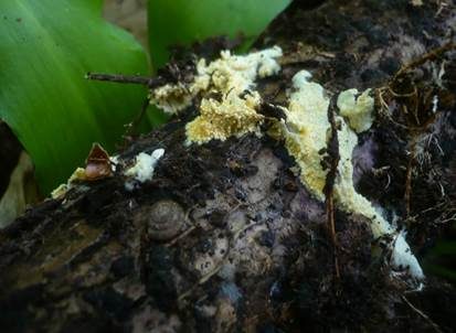 Höckeriges Filzgewebe, Foto 3
