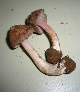 Höckersporiger Risspilz, Foto 4