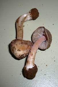 Höckersporiger Risspilz, Foto 5
