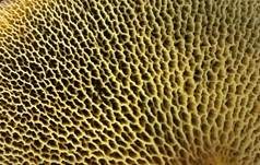 Hohlfußröhrling, Foto 43