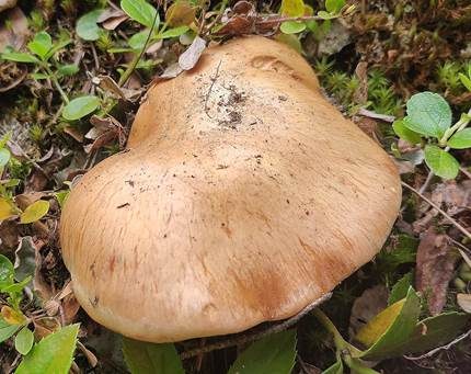 Beseideter Dickfuß, Foto 2