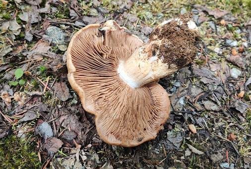 Beseideter Dickfuß, Foto 3