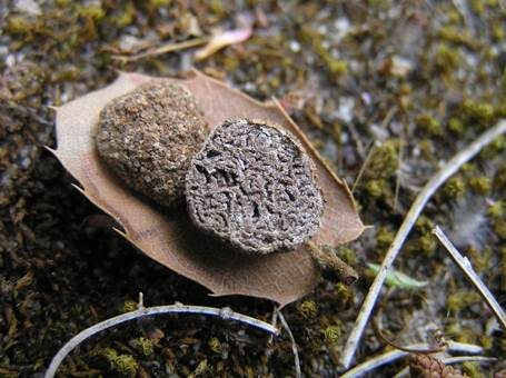 Hohlraumtrüffel, Foto 2