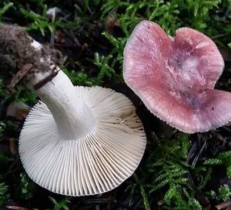 Hohlstieltäubling, Foto 2