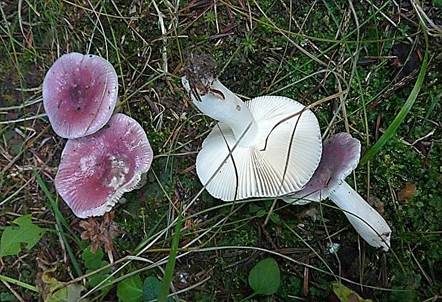 Hohlstieltäubling, Foto 3