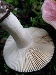 Hohlstieltäubling, Foto 14