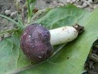 Hohlstieltäubling, Foto 22