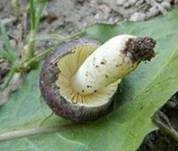 Hohlstieltäubling, Foto 23