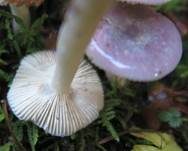 Hohlstieltäubling, Foto 26