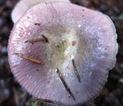 Hohlstieltäubling, Foto 27