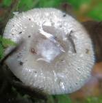 Hohlstieltäubling, Foto 30