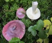 Hohlstieltäubling, Foto 31