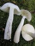 Hohlstieltäubling, Foto 34