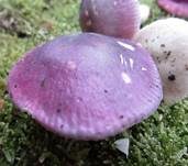 Hohlstieltäubling, Foto 38