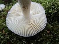 Hohlstieltäubling, Foto 39