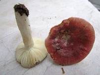 Hohlstieltäubling, Foto 6