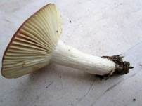 Hohlstieltäubling, Foto 8