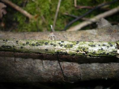 Holunder-Kernpilz, Foto 4