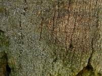 Holunder-Lecanie, Foto 9