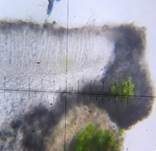Holunder-Lecanie, Foto 10