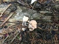 Holzbovist, Foto 14