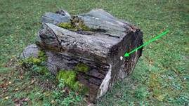Holzbovist, Foto 17