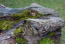 Holzbovist, Foto 19