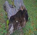Holzbovist, Foto 20