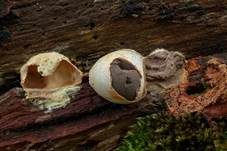 Holzbovist, Foto 7