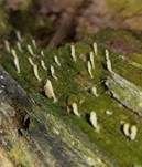 Holzflechtenkeule, Foto 15