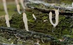 Holzflechtenkeule, Foto 16
