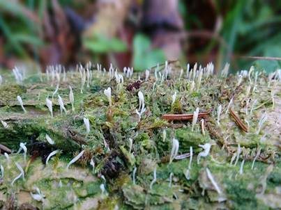 Holzflechtenkeule, Foto 5