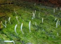 Holzflechtenkeule, Foto 6