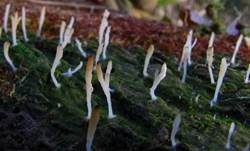 Holzflechtenkeule, Foto 7