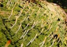 Holzflechtenkeule, Foto 9