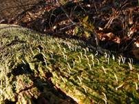Holzflechtenkeule, Foto 10