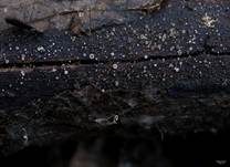 Holz-Glashaarbecherchen, Foto 12