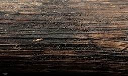 Holz-Glashaarbecherchen, Foto 11