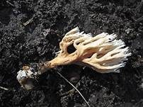 Holzkeulchen, Foto 6
