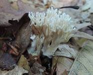 Holzkeulchen, Foto 9