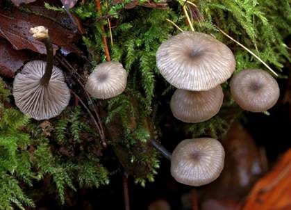 Holznabeling, Foto 2