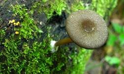 Holznabeling, Foto 12