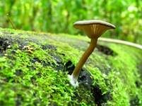 Holznabeling, Foto 13