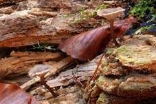 Holznabeling, Foto 6