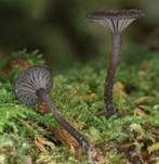 Holznabeling, Foto 7