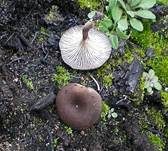 Holznabeling, Foto 9