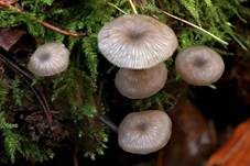 Holznabeling, Foto 10