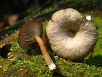 Holznabeling, Foto 11