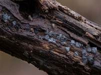 Holz-Weichbecherchen, Foto 4